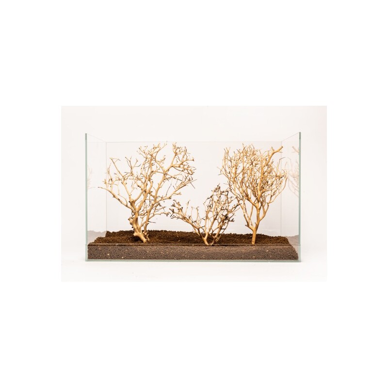 Coral Tree S 10-20 cm