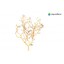 Coral Tree M 20-30 cm