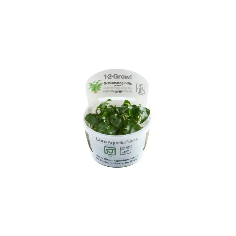 Tropica Schismatoglottis prietoi 1-2-Grow!
