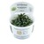 Tropica Bucephalandra sp. 'Needle Leaf' 1-2-Grow!