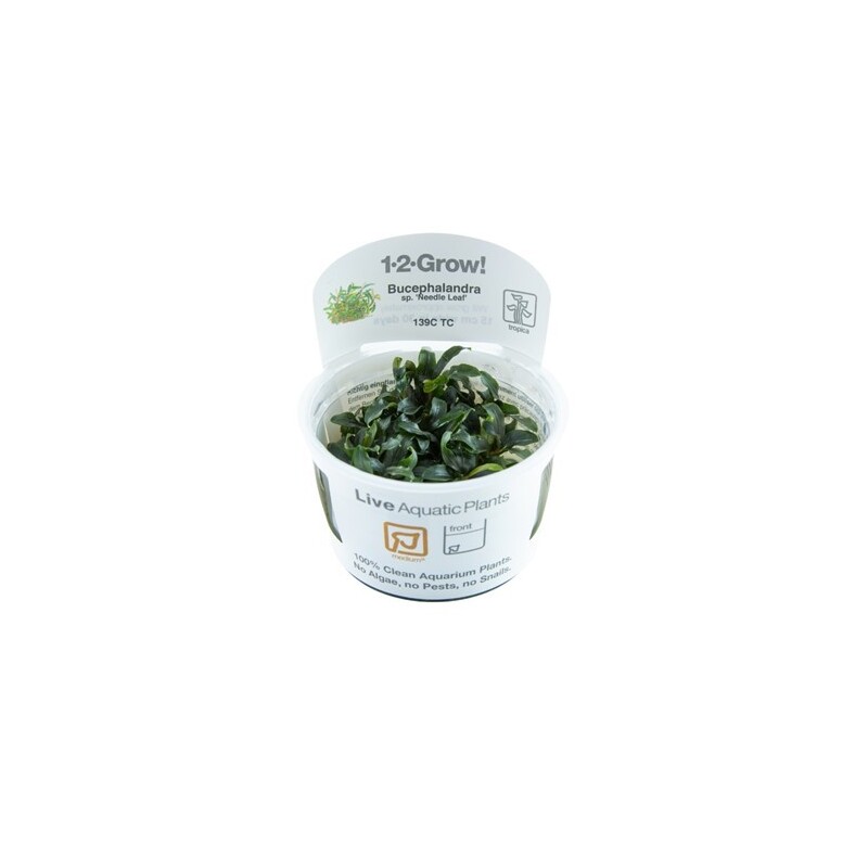 Tropica Bucephalandra sp. 'Needle Leaf' 1-2-Grow!
