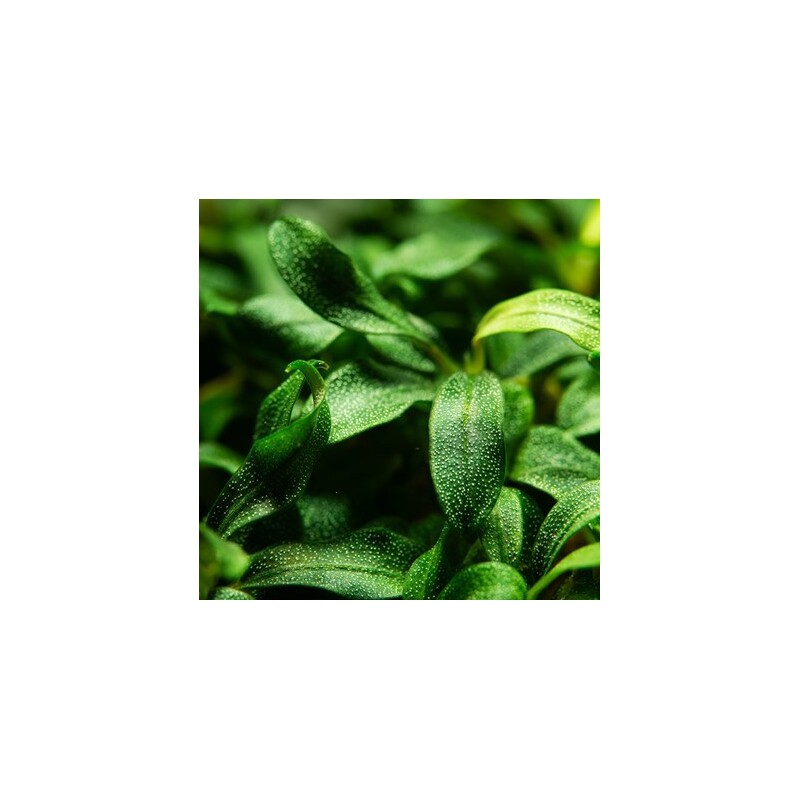 Tropica Bucephalandra sp. 'Needle Leaf' 1-2-Grow!