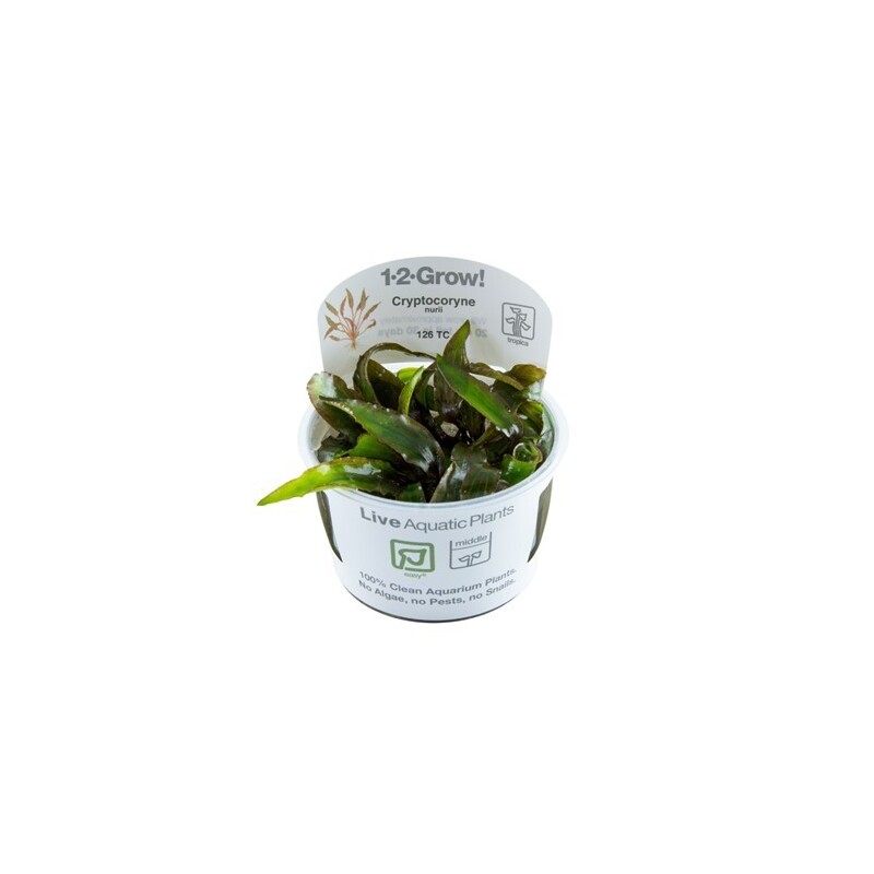Tropica Cryptocoryne nurii  1-2 Grow!
