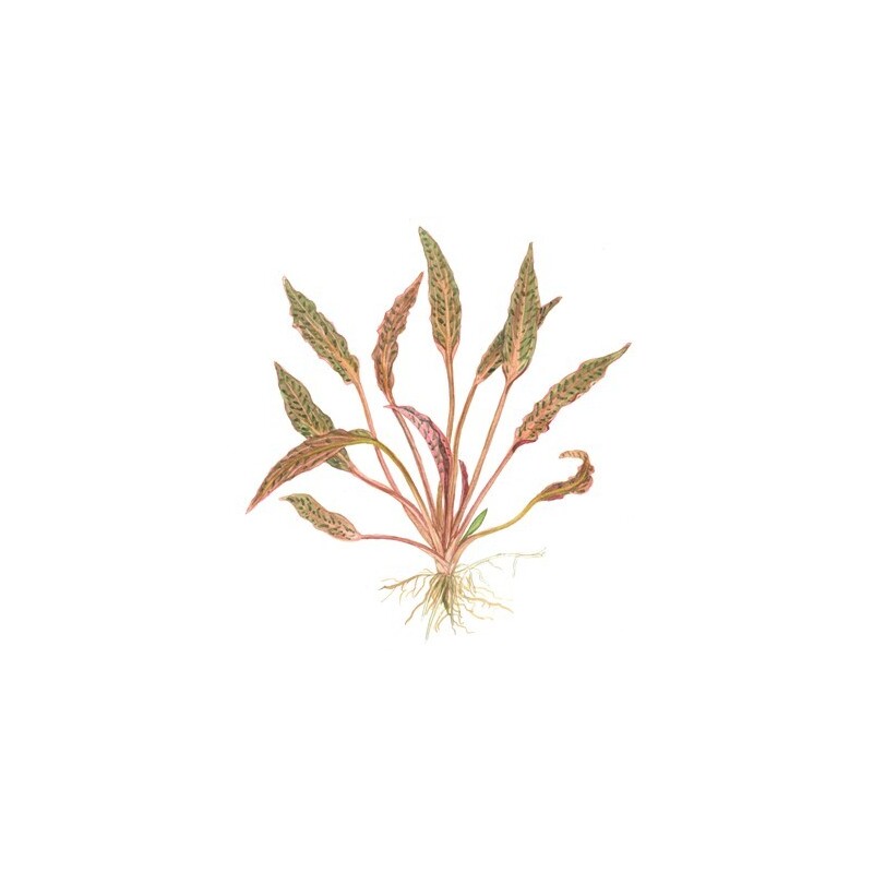Tropica Cryptocoryne nurii  1-2 Grow!