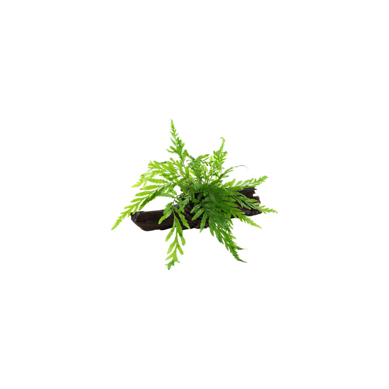 Microsorum pteropus na kořeni