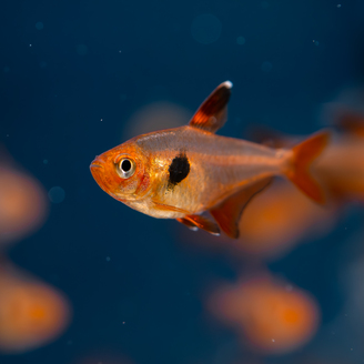 Tetra Red Phantom