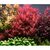 Tropica Rotala rotundifolia 'Blood Red' 1-2-Grow!