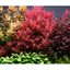 Tropica Rotala rotundifolia 'Blood Red' 1-2-Grow!