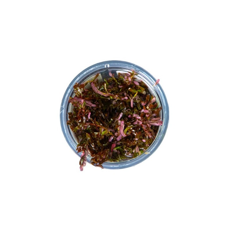 Tropica Rotala rotundifolia 'Blood Red' 1-2-Grow!