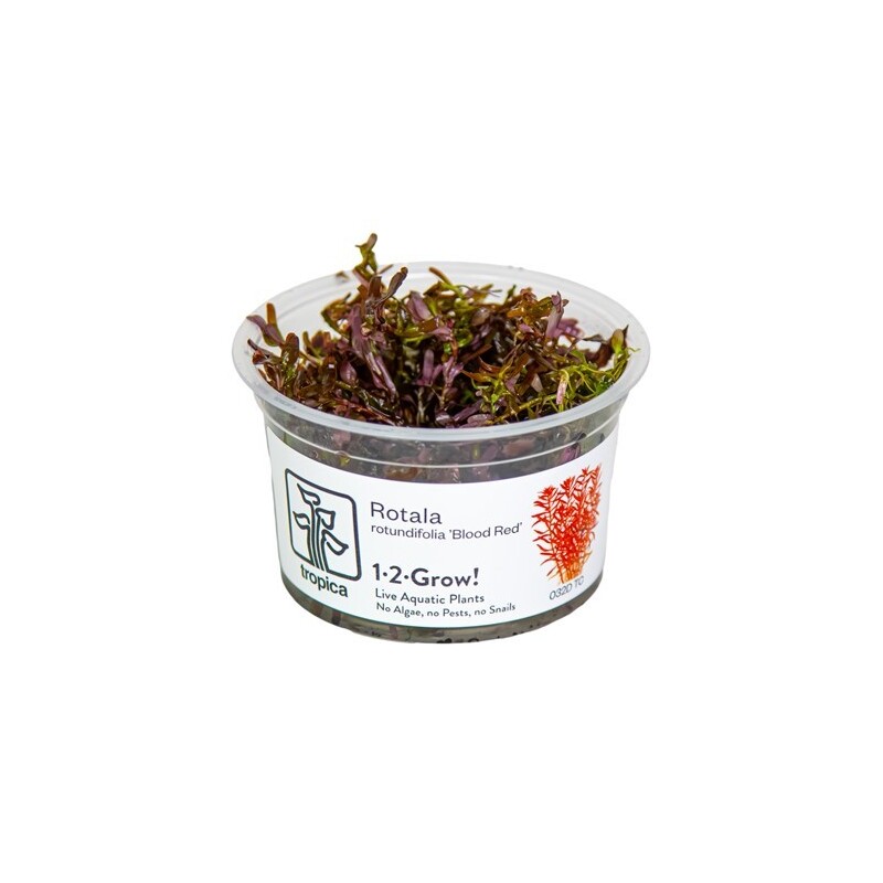 Tropica Rotala rotundifolia 'Blood Red' 1-2-Grow!
