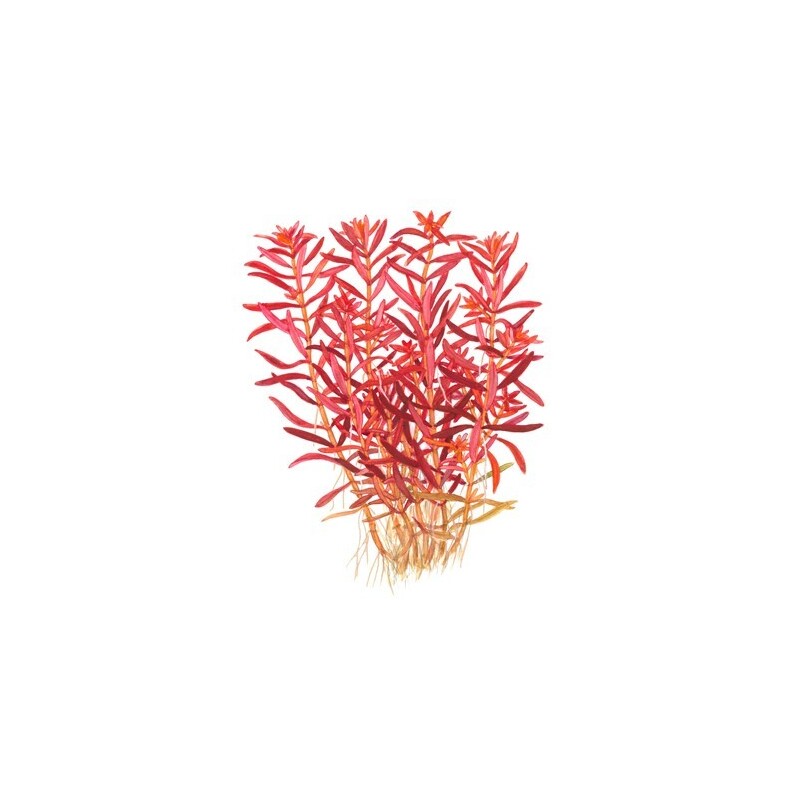 Tropica Rotala rotundifolia 'Blood Red' 1-2-Grow!