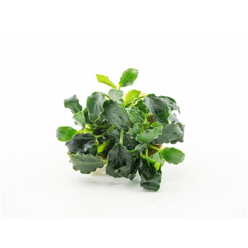 Dennerle Anubias nana ´Mini Kirin´