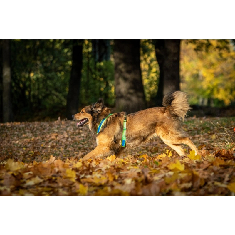 Tamer postroj Softy - růžový, velikost 6