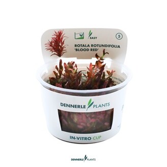 Dennerle Rotala Rotundifolia Blood Red In-Vitro