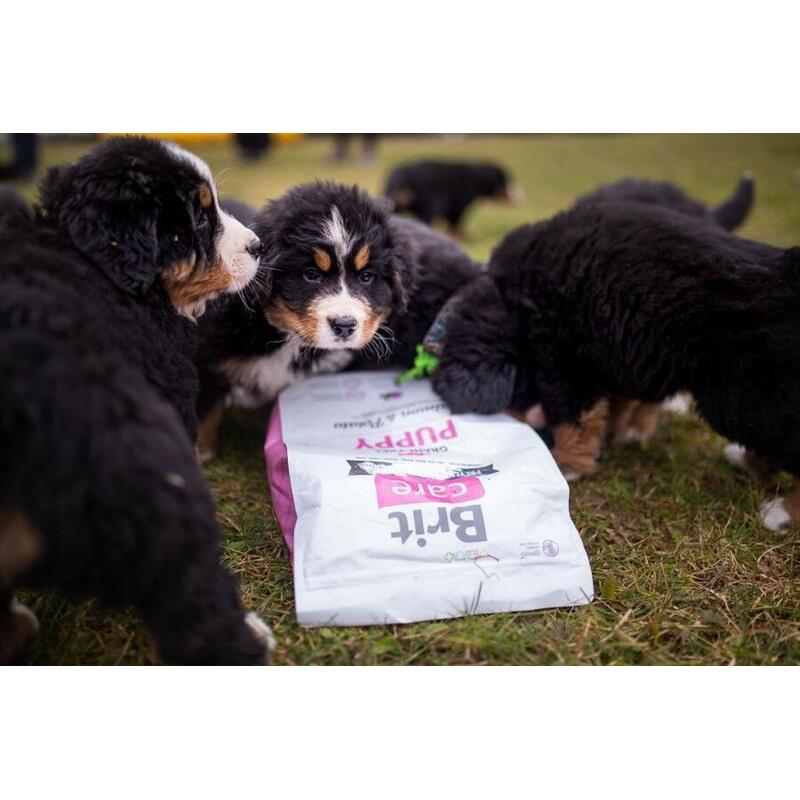 Brit Care Dog Grain-free Puppy Salmon & Potato 12 kg