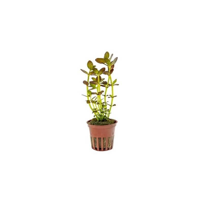 Tropica Bacopa salzmanni 'Purple'