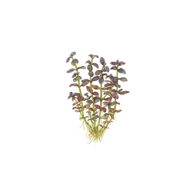 Tropica Bacopa salzmanni 'Purple'