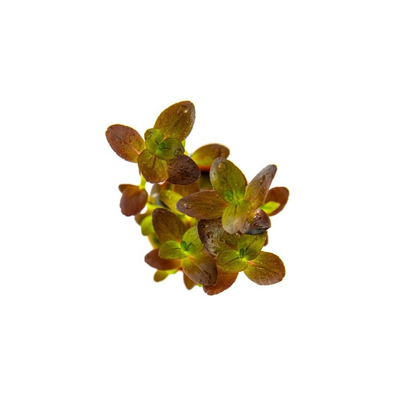Tropica Bacopa salzmanni 'Purple'