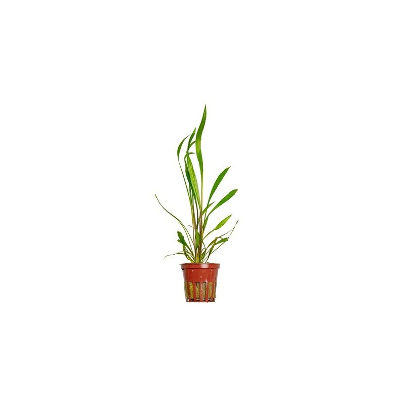 Tropica Cryptocoryne spiralis 'Red'