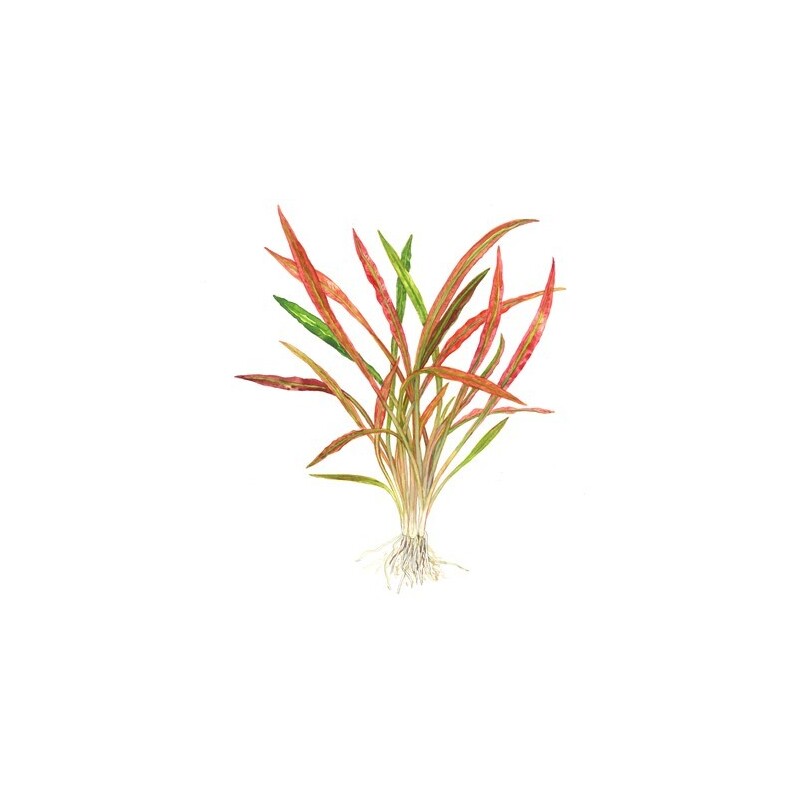 Tropica Cryptocoryne spiralis 'Red'