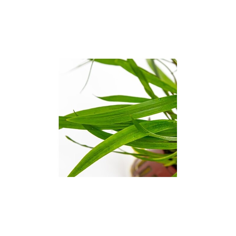 Tropica Cryptocoryne spiralis 'Red'