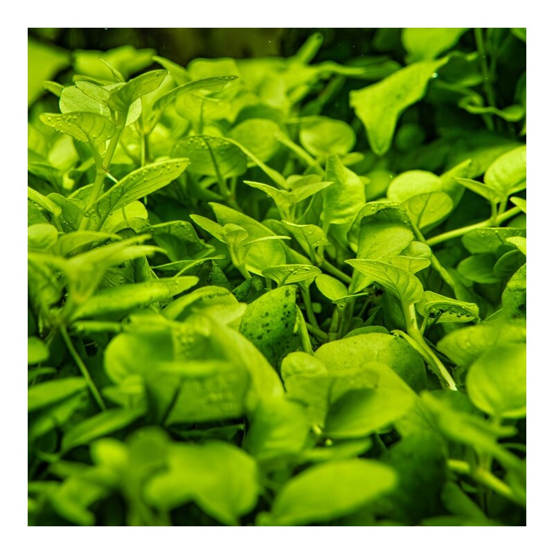 Tropica Hygrophila serpyllum 1-2 Grow!