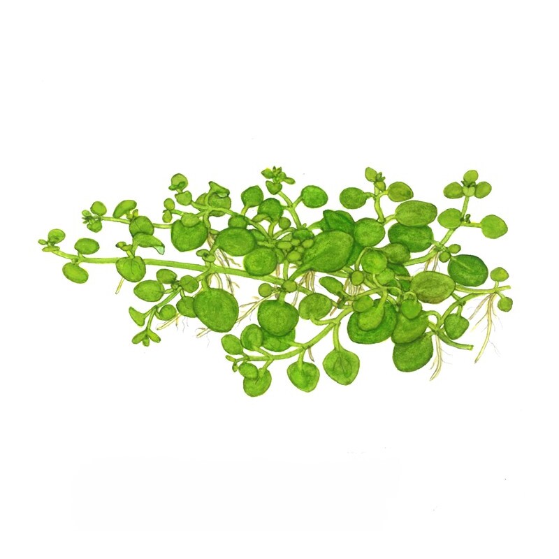 Tropica Hygrophila serpyllum 1-2 Grow!