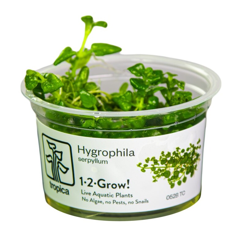 Tropica Hygrophila serpyllum 1-2 Grow!