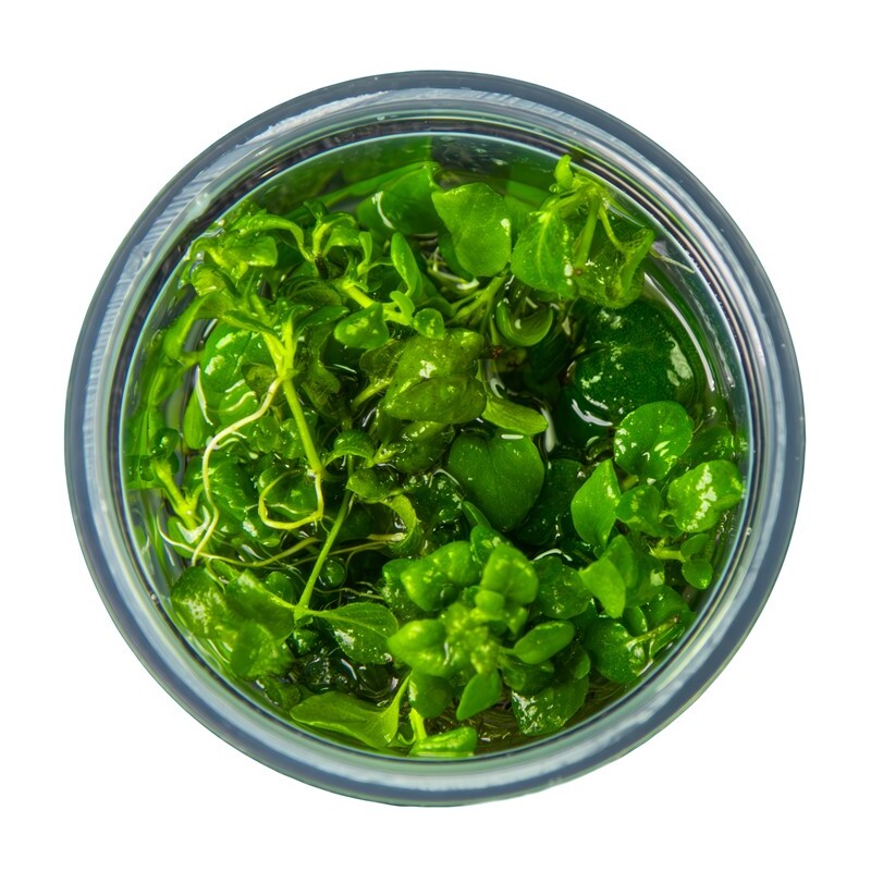 Tropica Hygrophila serpyllum 1-2 Grow!