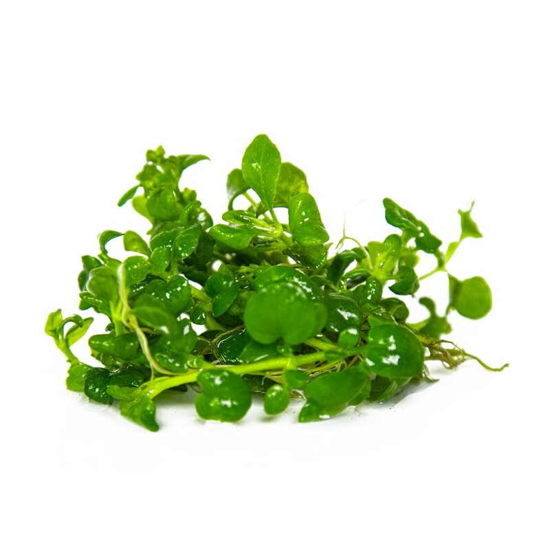 Tropica Hygrophila serpyllum 1-2 Grow!