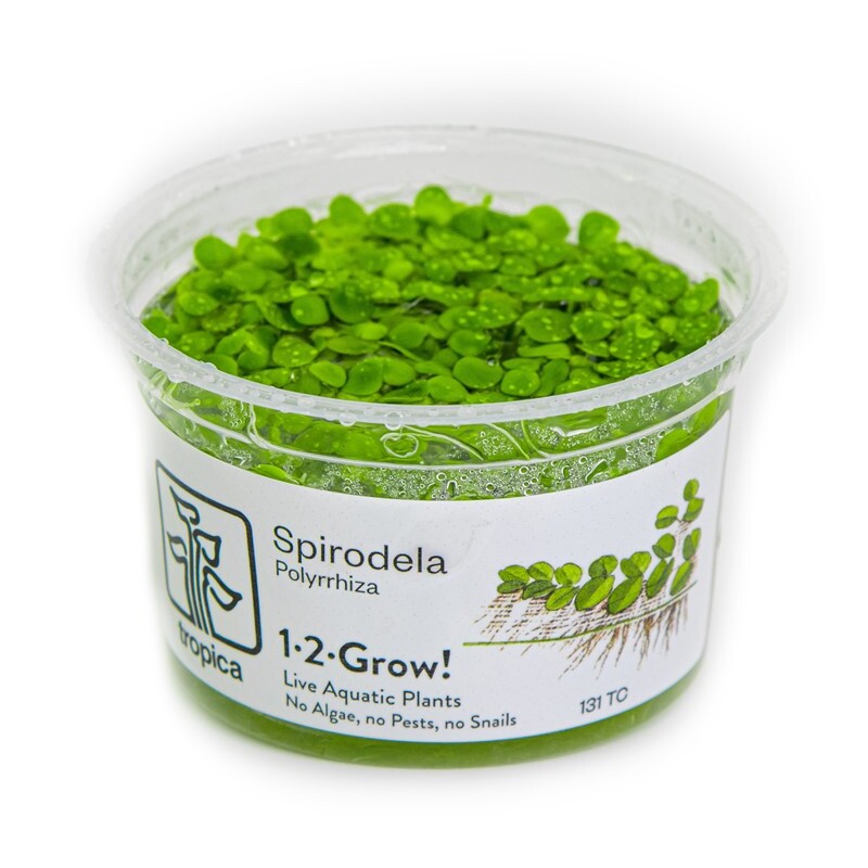 Tropica Spirodela polyrrhiza 1-2 Grow!