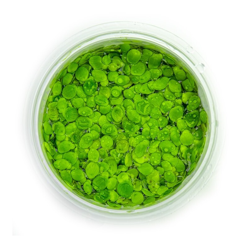 Tropica Spirodela polyrrhiza 1-2 Grow!