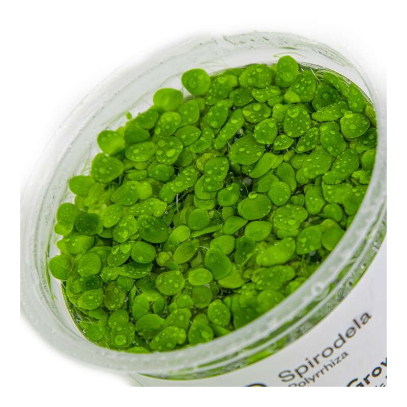 Tropica Spirodela polyrrhiza 1-2 Grow!