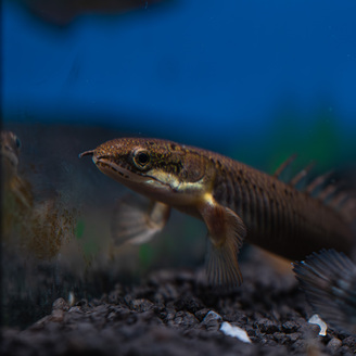 Bichir Senegalský