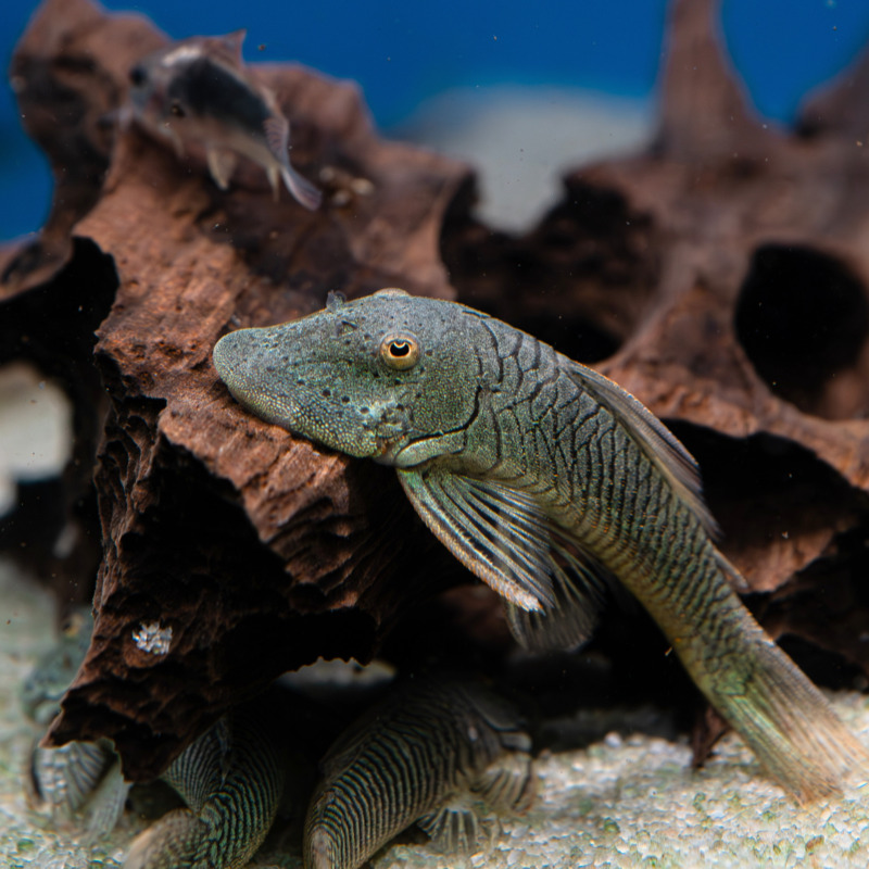 Krunýřovec Thomasův 7 cm