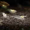 Krevetka Caridina japonica White
