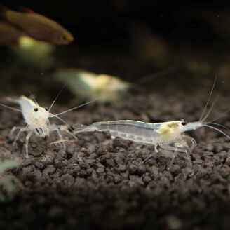 Krevetka Caridina japonica White
