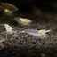 Krevetka Caridina japonica White