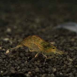 Krevetka Caridina japonica Gold
