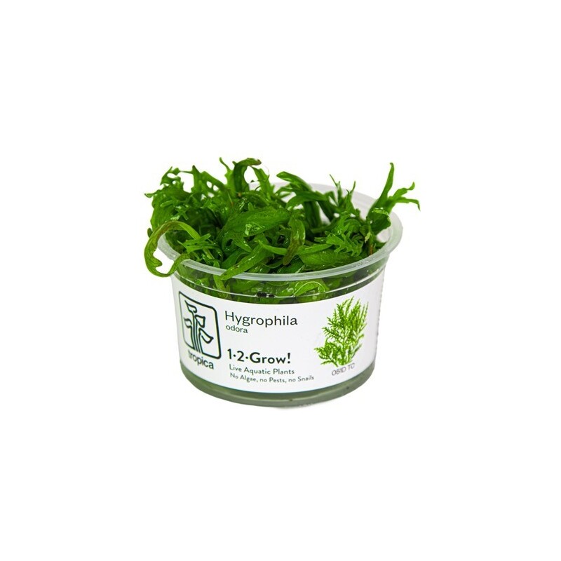 Tropica Hygrophila Odora 1-2 Grow!