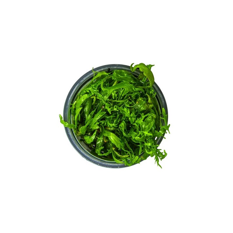 Tropica Hygrophila Odora 1-2 Grow!