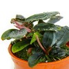 Tropica Bucephalandra 'Kedagang'