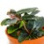 Tropica Bucephalandra 'Kedagang'