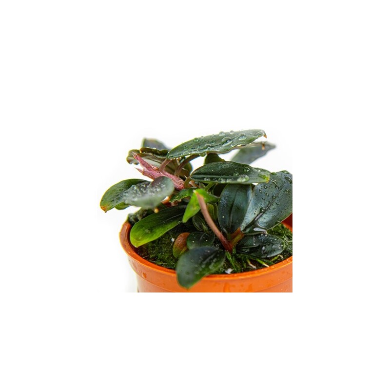 Tropica Bucephalandra 'Kedagang'