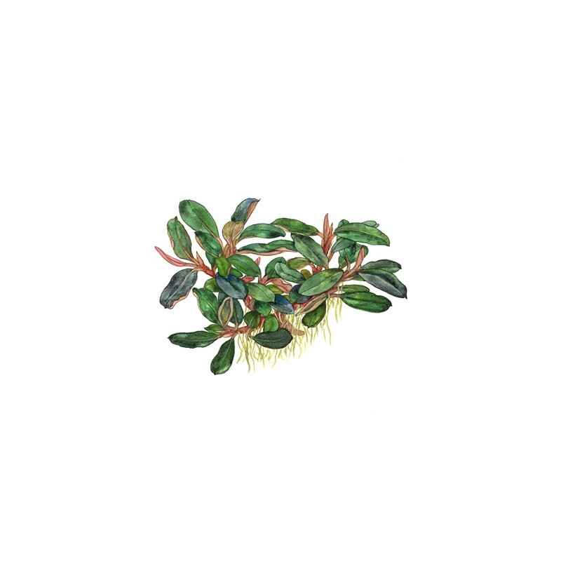 Tropica Bucephalandra 'Kedagang'