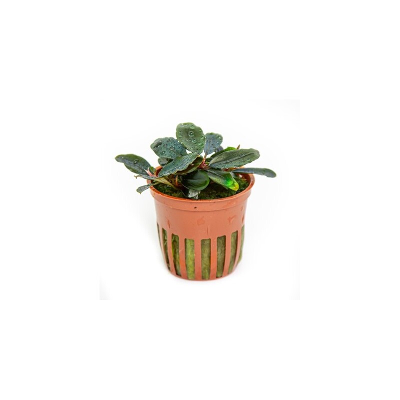 Tropica Bucephalandra 'Kedagang'
