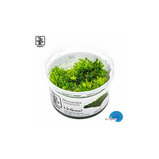 Tropica Riccardia chamedryfolia 1-2 Grow!