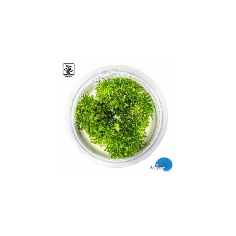 Tropica Riccardia chamedryfolia 1-2 Grow!