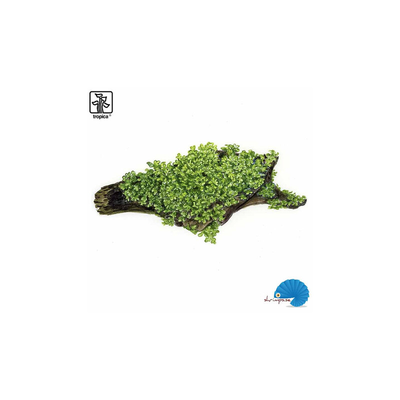 Tropica Riccardia chamedryfolia 1-2 Grow!