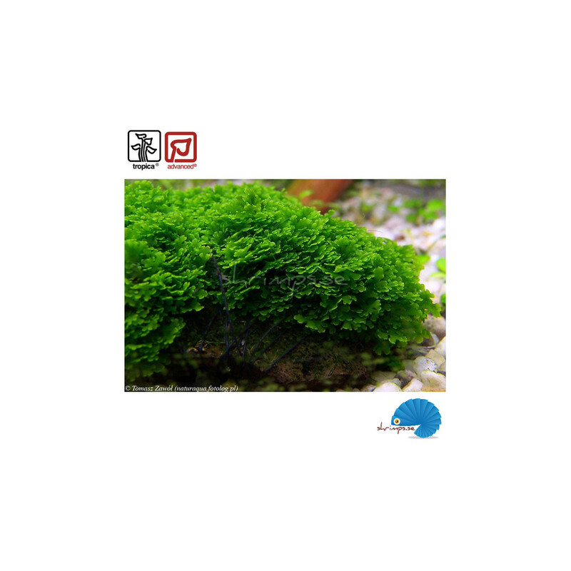 Tropica Riccardia chamedryfolia 1-2 Grow!